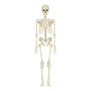 Vector Human Skeleton. Anatomical Illustration