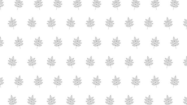 White background with animated ash tree leaves black thin line icons. Seamless loop motion graphic pattern with animated leaves in geometric grid