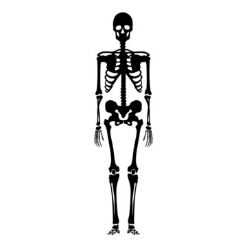 Vector Human Skeleton. Anatomical Illustration