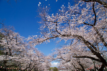 上野恩賜公園の桜