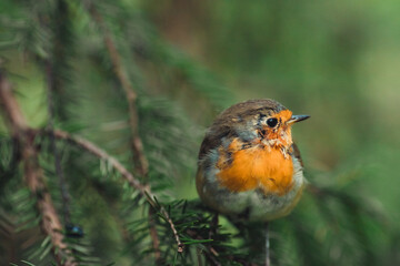 robin on a branch