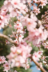pink cherry blossom