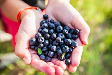 Fresh organic ripe wild blueberries in human hands. Healthy antioxidant food.