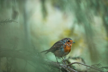 robin on a branch