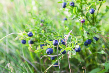 Fresh organic ripe wild blueberries in the bush. Grow naturally in fields