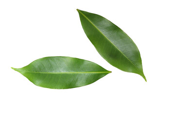 Java Plum Green Leaves Isolated on White Background