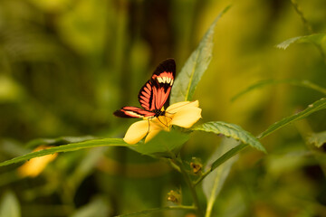 Heliconius melpomene butterfly