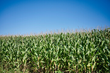 Fototapeta na wymiar close view of a corn field in Cantabria
