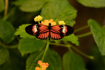 Fototapeta na wymiar Heliconius melpomene butterfly