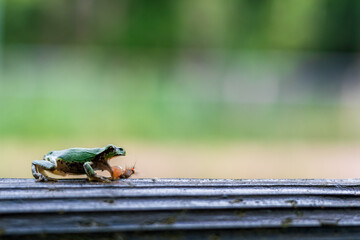驚いて毛虫を吐き出す緑色の小さいカエル
