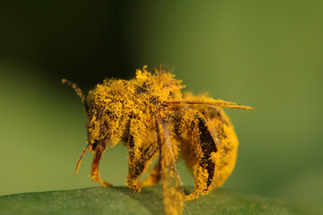 Closeup of a bee covered in yellow pollen.