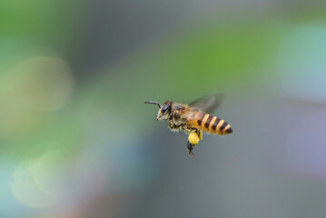 Closeup of a bee carrying nectar. © Syamsul Alam/Wirestock