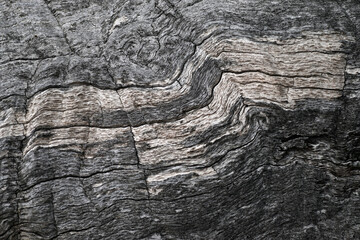 Texture of the dry bark of a tree