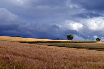 Fototapeta premium Storm over a cereal field