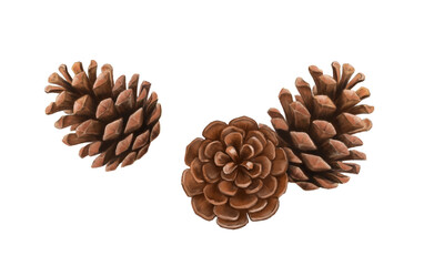 松ぼっくりの手描きイラスト