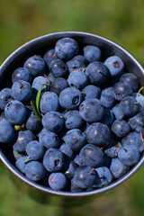 blueberries in a bowl