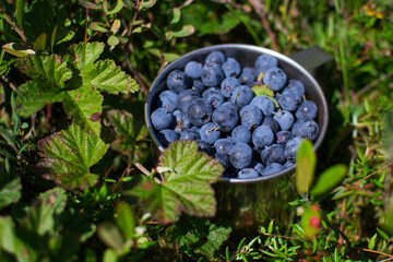 blueberries in a cup