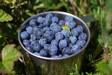 blueberries in a cup