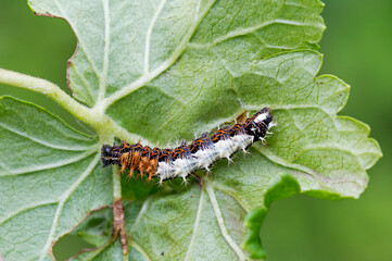 The caterpillar of the anglo-moth butterfly ( Lat. Polygonia c-album).
 The caterpillar is tricolor: black, orange and white. They usually stay on the underside of the leaves