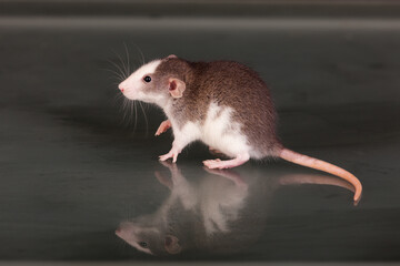 small rat on a glass table