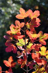 Branch with leaves of Montpellier maple (Acer monspessulanum) with autumn colors