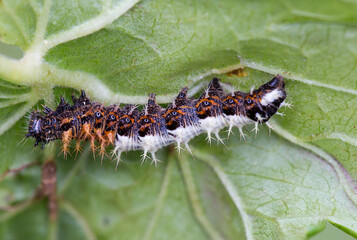 The caterpillar of the anglo-moth butterfly ( Lat. Polygonia c-album).
 The caterpillar is tricolor: black, orange and white. They usually stay on the underside of the leaves