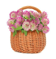 Fototapeta na wymiar Beautiful blooming clover flowers in wicker basket isolated on white