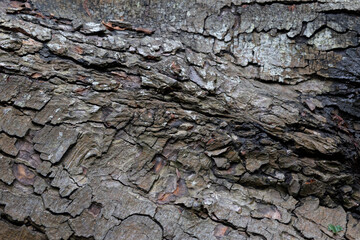 tree bark and texture with cracked lines