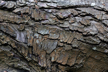 tree bark and texture with cracked lines