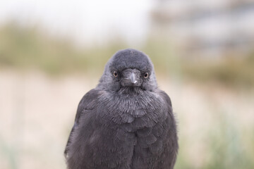 A single jackdaw sitting on a post with fluffed up feathers (Kijkduin, The Hague, The Netherlands)