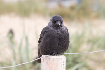 A single jackdaw sitting on a post with fluffed up feathers (Kijkduin, The Hague, The Netherlands)