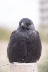 A single jackdaw sitting on a post with fluffed up feathers (Kijkduin, The Hague, The Netherlands)