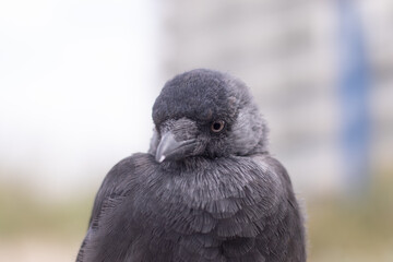 A single jackdaw sitting on a post with fluffed up feathers (Kijkduin, The Hague, The Netherlands)