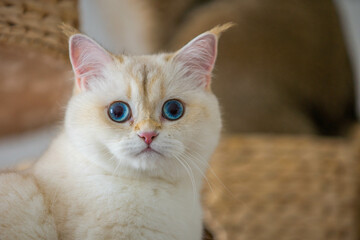 Obraz premium weiße Katze nah Portrait