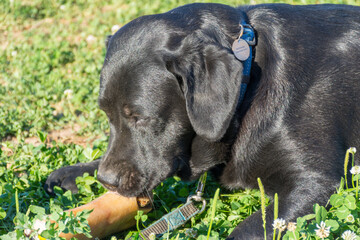 black Labrador puppy lying on the green grass	