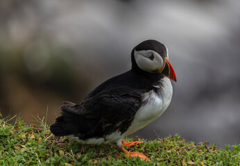 Sea Puffin off the coast on Ireland on the Saltee Island, Wexford. Kilmore Quay in early June. Sitting puffin with shallow depth of field, blurred background