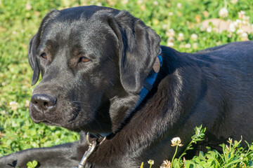 black Labrador puppy lying on the green grass