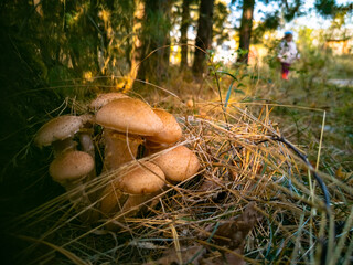 honey mushrooms in the autumn forest. close-up. beautiful edible mushrooms i in sunlight
