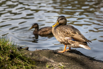 Pair of Brown adult ducks with yellow nose are by a pond in the park in summer