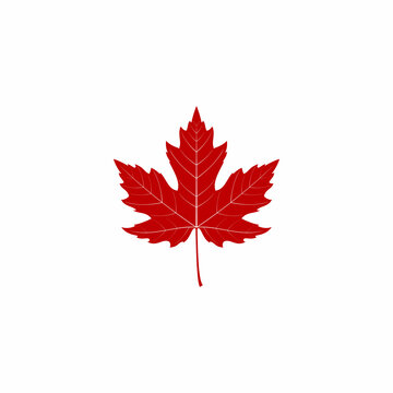 Maple Leaf Vector Icon, Canadian Maple Leaf Logo Isolated on White