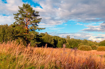 Obraz premium Medow Grass and tree in the sunset