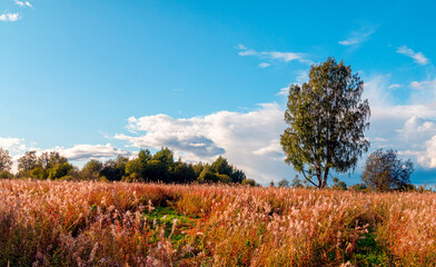 Medow Grass and tree in the sunset