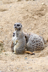 Meerkat in group standing fighting playing and doing funny pose