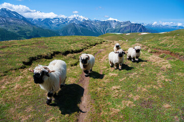 Valais Black Nose Sheep in the Swiss Alps near Rosswald (Switzerland) - obrazy, fototapety, plakaty
