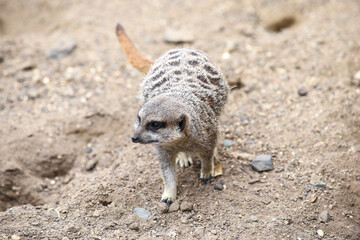 Fototapeta premium Meerkat in group standing fighting playing and doing funny pose