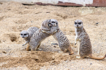 Meerkat in group standing fighting playing and doing funny pose