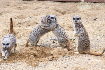 Meerkat in group standing fighting playing and doing funny pose