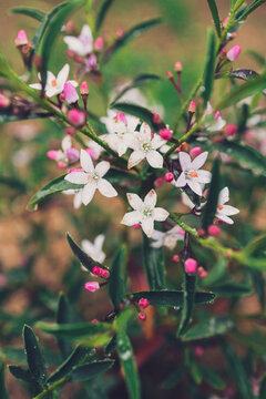 close-up of philotheca plant with white and pink flowers outdoor shot at shallow depth of field
