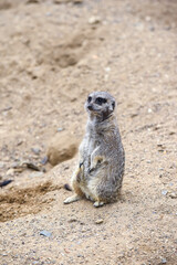 Meerkat in group standing fighting playing and doing funny pose