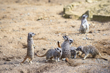 Meerkat in group standing fighting playing and doing funny pose